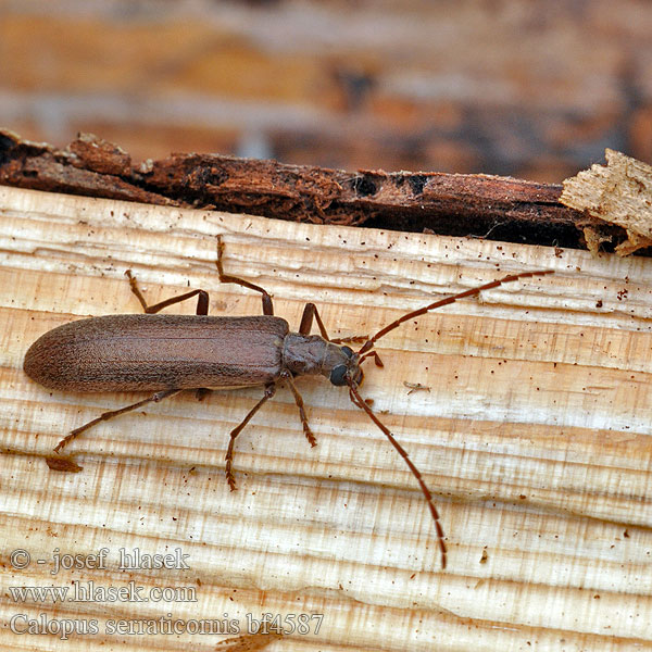 Calopus serraticornis Balkenbohrer Podeševník pilorohý Pniakowiec piłkorożny Калопус пильчатоусый Узконадкрыл большой Brun såghornsbagge