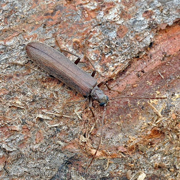 Brun såghornsbagge Calopus serraticornis Balkenbohrer Podeševník pilorohý Pniakowiec piłkorożny Калопус пильчатоусый Узконадкрыл большой