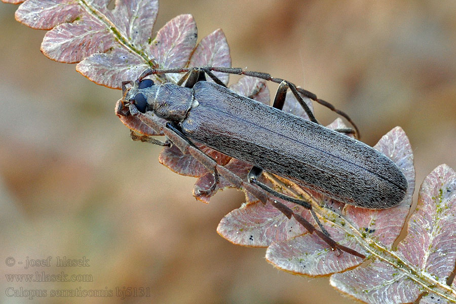 Balkenbohrer Calopus serraticornis