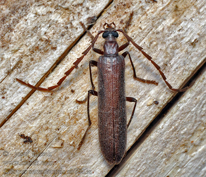 Podeševník pilorohý Calopus serraticornis