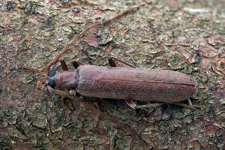 Pniakowiec piłkorożny Calopus serraticornis