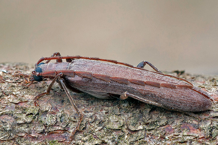 Калопус пильчатоусый Calopus serraticornis