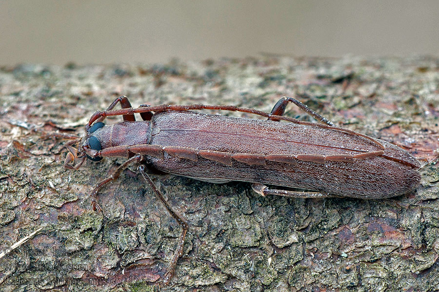 Узконадкрыл большой Calopus serraticornis