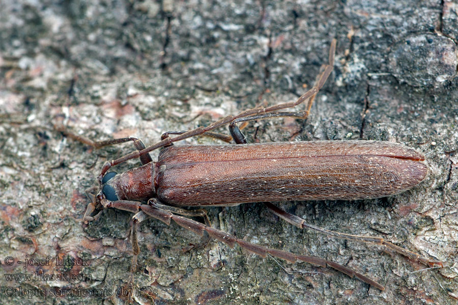 Brun såghornsbagge Calopus serraticornis