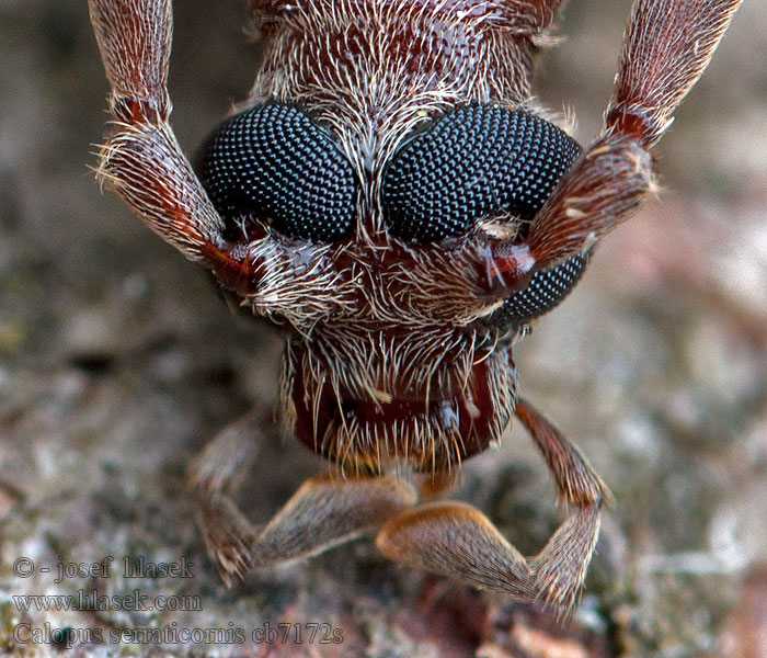 Calopus serraticornis