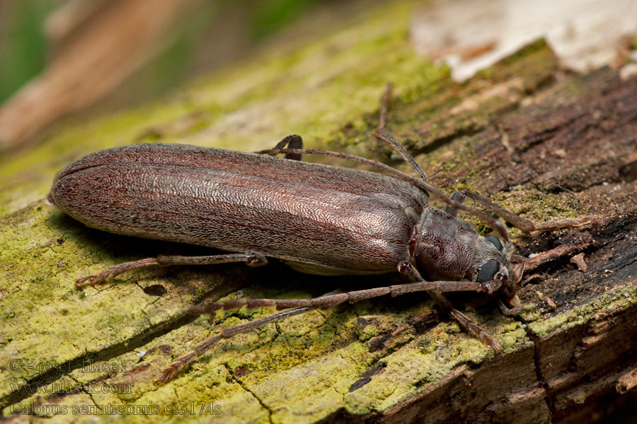 Calopus serraticornis