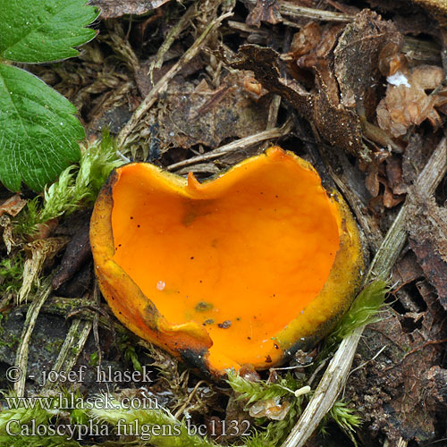 Caloscypha fulgens Blue - Staining Cup Krasočíška žlutá