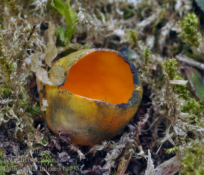 Caloscypha fulgens Krasočíška žlutá Leuchtender Prachtbecher
