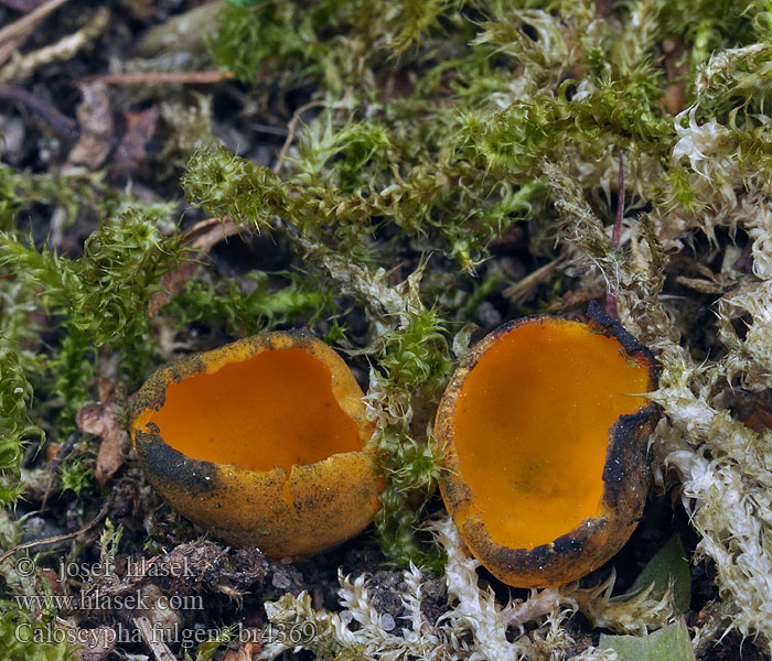 Caloscypha fulgens Blue - Staining Pohárovka ohnivá