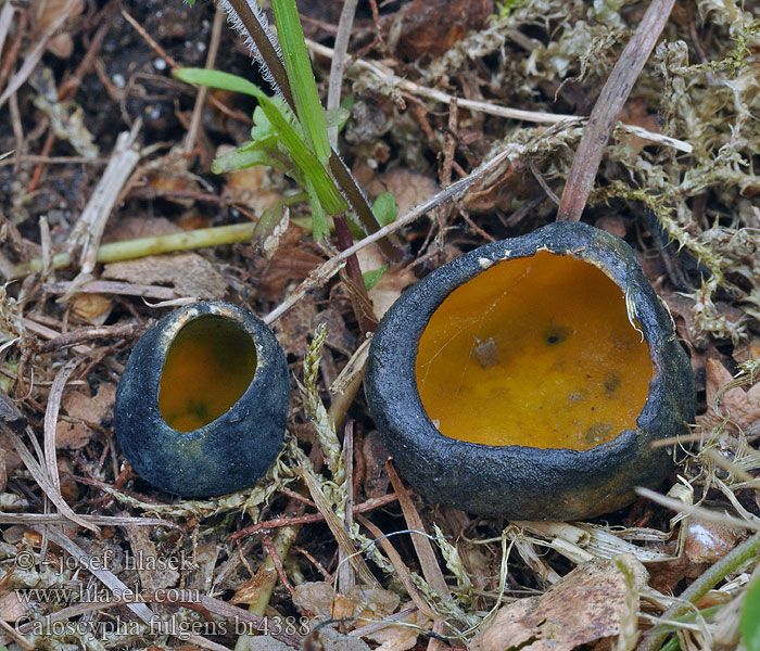 Caloscypha fulgens Jadebæger Säraliudik Kaunomaljakas