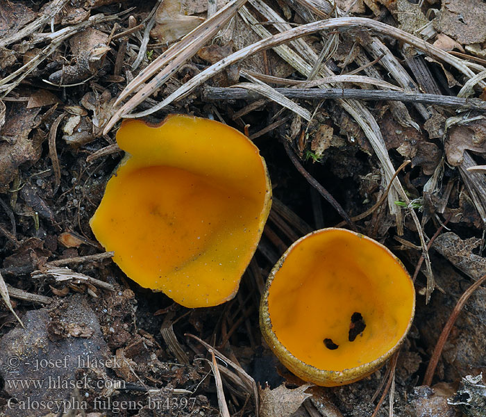 Caloscypha fulgens Pézize écorce orange Sjajna pozelenka キチャワンタケ