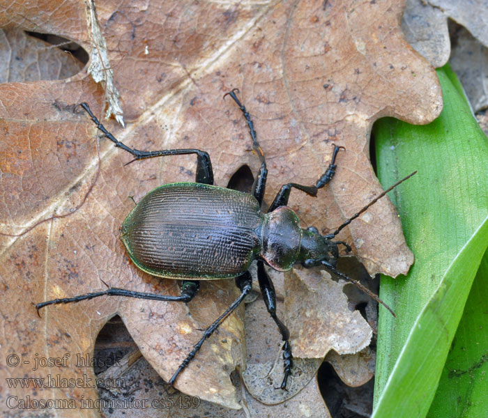 Calosoma inquisitor Krajník hnědý Kleiner Puppenräuber Kis bábrabló