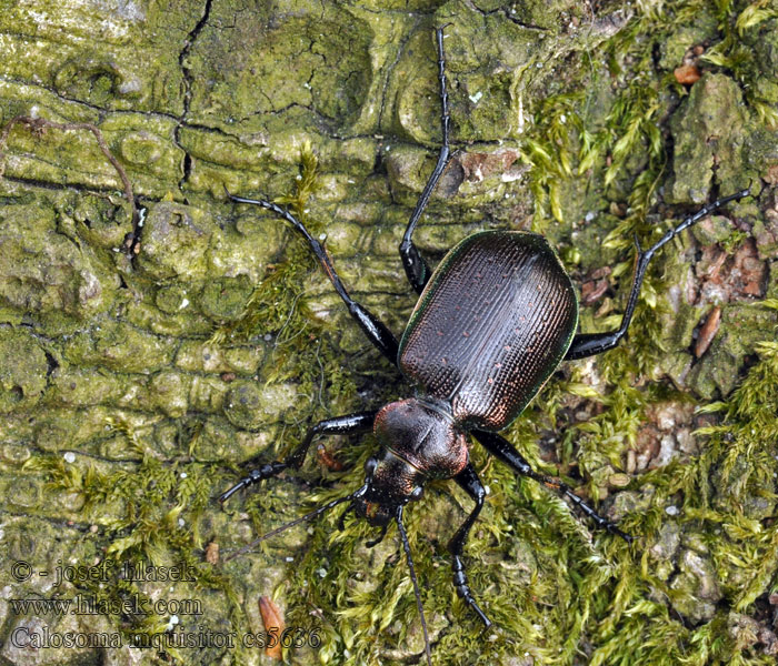 Calosoma inquisitor Kleine poppenrover Tęcznik mniejszy