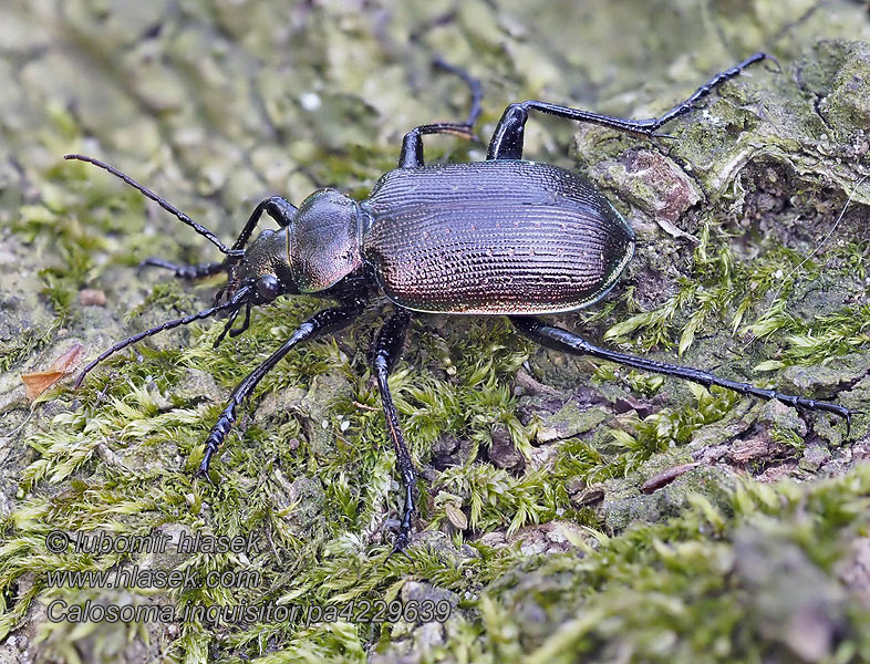 Calosoma inquisitor Krajník hnědý Красотел бронзовый Húseničiar hnedý