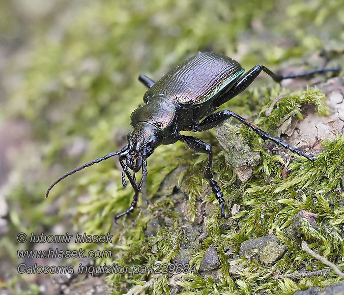 Krajník hnědý Calosoma inquisitor