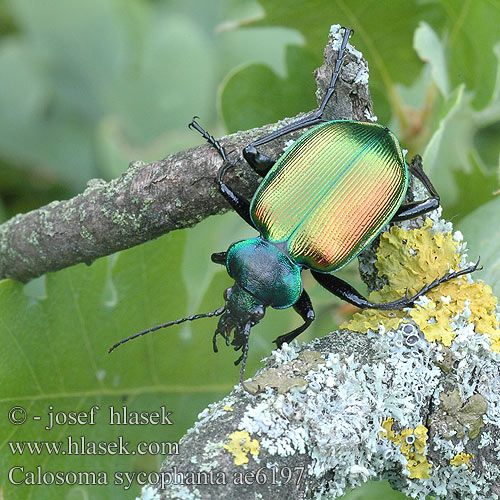 Calosoma sycophanta Große Puppenräuber Großer Tęcznik liszkarz