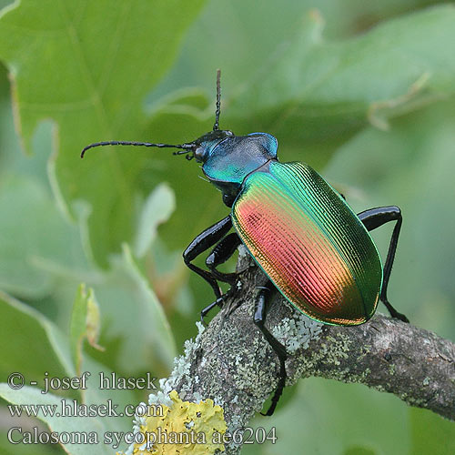 Calosoma sycophanta Tęcznik liszkarz Húseničiar pižmový Krajník pižmový