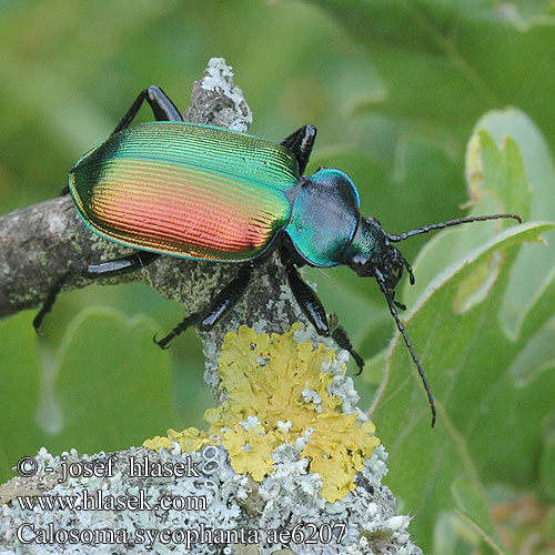 Calosoma sycophanta Húseničiar pižmový Krajník pižmový Пахучий красотел