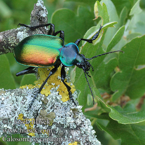 Calosoma sycophanta Krajník pižmový Пахучий красотел