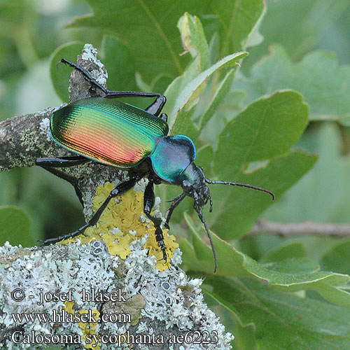 Calosoma sycophanta Пахучий красотел Didysis puikiažygis