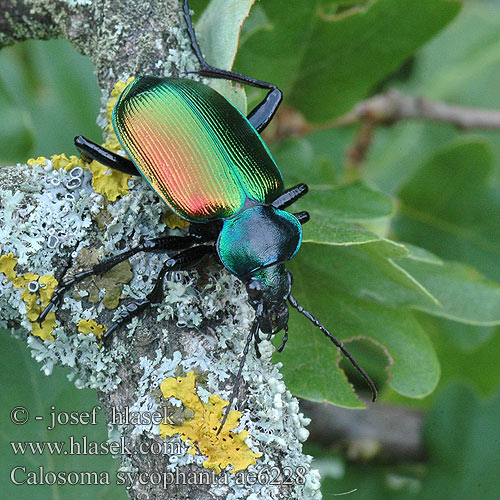 Calosoma sycophanta Stor pupperøver Grand Calosome Grote poppenrover