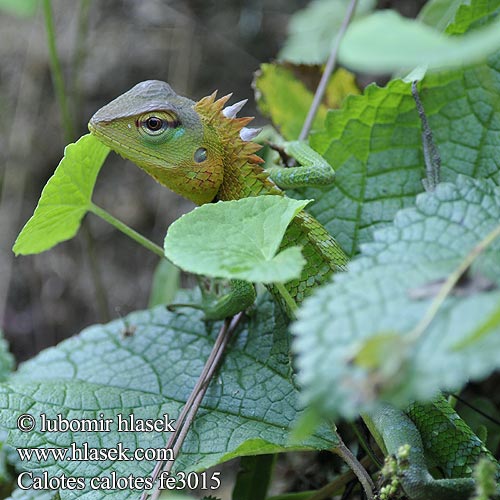 Calotes calotes Common Green Forest Lizard Lepoještěr obrovský 普通树蜥 Mężczyzna zielona jaszczurka ホンカロテス Обыкновенный кало