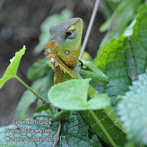 普通树蜥 Mężczyzna zielona jaszczurka ホンカロテス Обыкновенный кало Calotes calotes Common Green Forest Lizard Lepoještěr obrovský