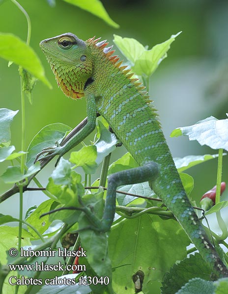 Обыкновенный кало Calotes calotes Common Green Forest Lizard Lepoještěr obrovský 普通树蜥 Mężczyzna zielona jaszczurka ホンカロテス