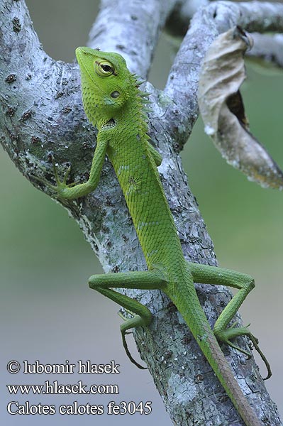 Common Green Forest Lizard Lepoještěr obrovský 普通树蜥 Mężczyzna zielona jaszczurka ホンカロテス Обыкновенный кало Calotes calotes