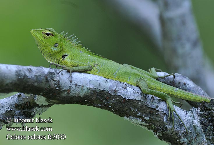 Lepoještěr obrovský 普通树蜥 Mężczyzna zielona jaszczurka ホンカロテス Обыкновенный кало Calotes calotes Common Green Forest Lizard