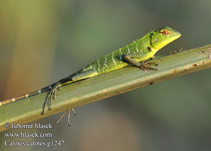 Mężczyzna zielona jaszczurka ホンカロテス Обыкновенный кало Calotes calotes Common Green Forest Lizard Lepoještěr obrovský 普通树蜥