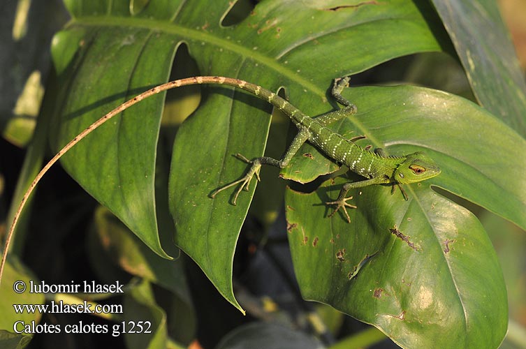 ホンカロテス Обыкновенный кало Calotes calotes Common Green Forest Lizard Lepoještěr obrovský 普通树蜥 Mężczyzna zielona jaszczurka