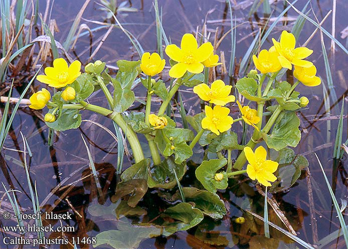 Caltha palustris Blatouch bahenní Eng-Kabbeleje Populage marais