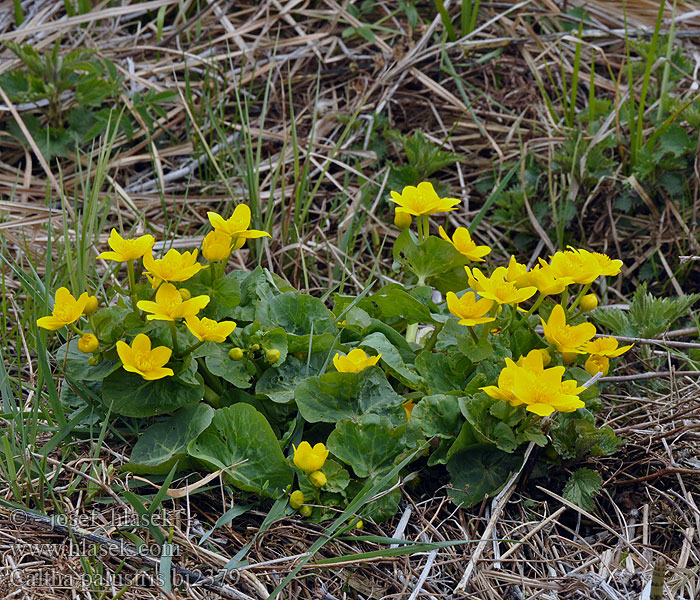 Caltha palustris Pelkinė puriena Gewone dotterbloem Bekkeblom