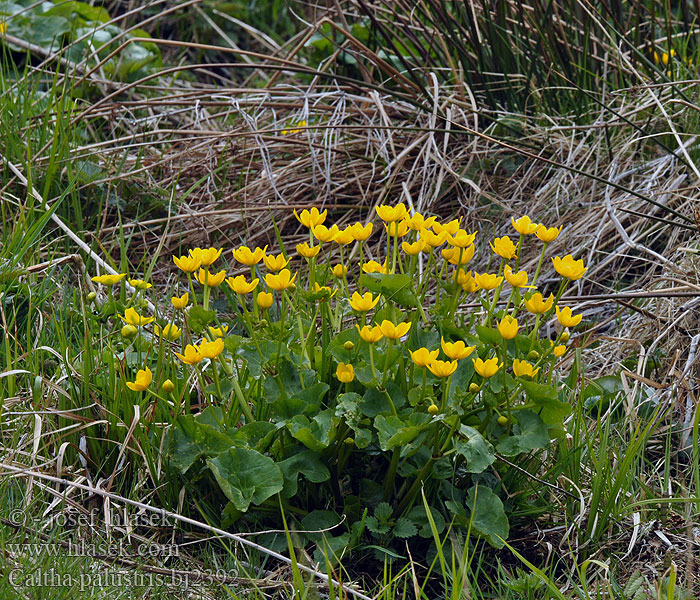 Caltha palustris Kabbleka Калюжниця болотна Marsh Marigold