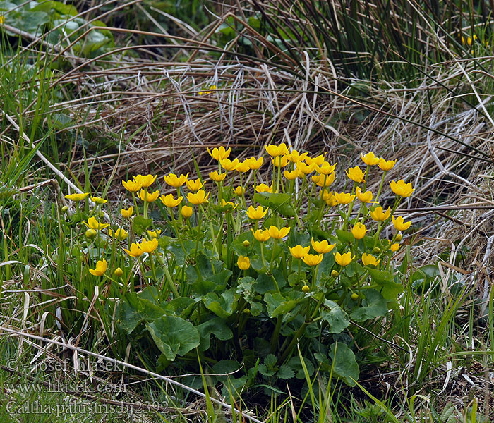 Caltha palustris Kabbleka Калюжниця болотна Marsh Marigold