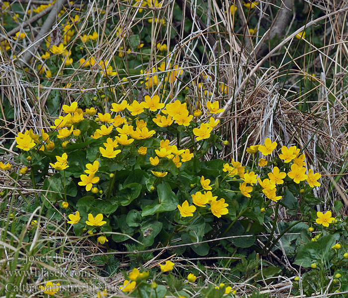 Caltha palustris Navadna kalužnica Kaljužnica Hierba centella