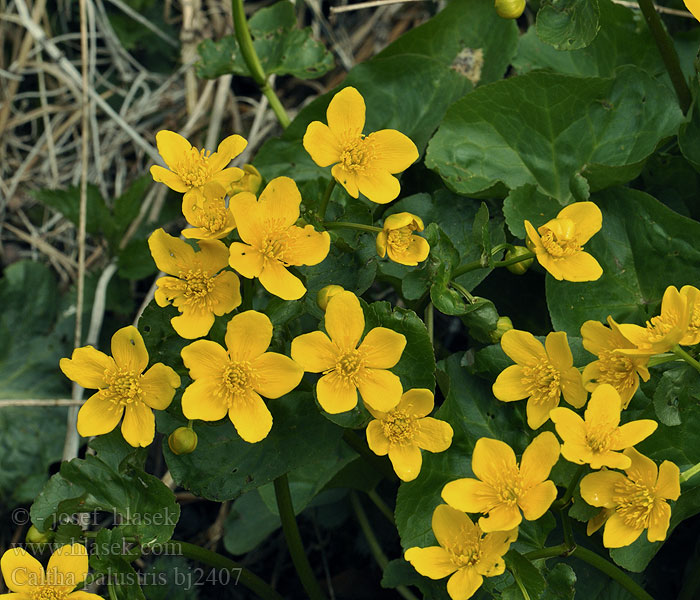 Caltha palustris Centella agua Calta Bataklık nergisi