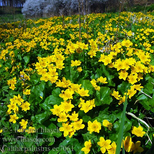 Caltha palustris 驴蹄草 Rentukka Hófsóley Calta palustre