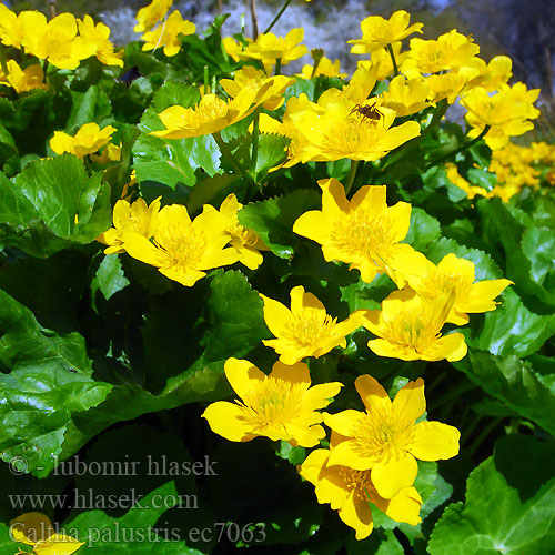 Caltha palustris エゾノリュウキンカ リュウキンカ（ 동의나물  Mocsári gólyahír