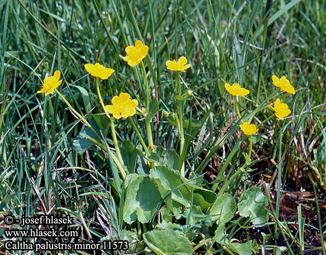 Caltha palustris minor Blatouch bahenní Calcea calulu