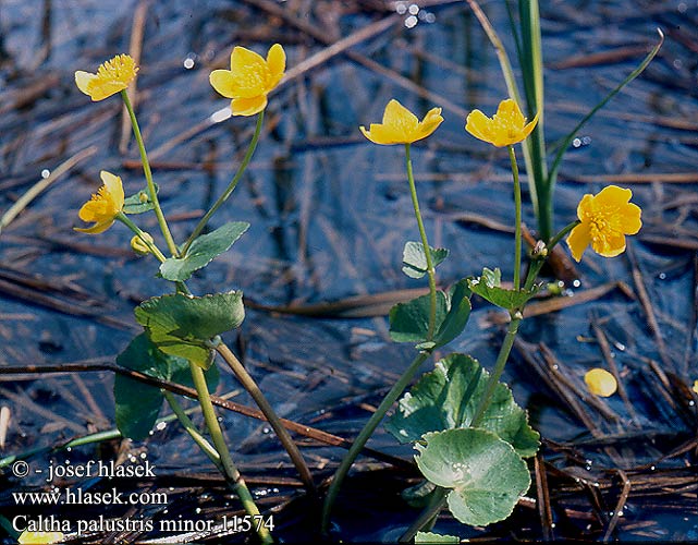 Caltha palustris minor Sumpf-Dotterblume Knieć błotna kaczyniec