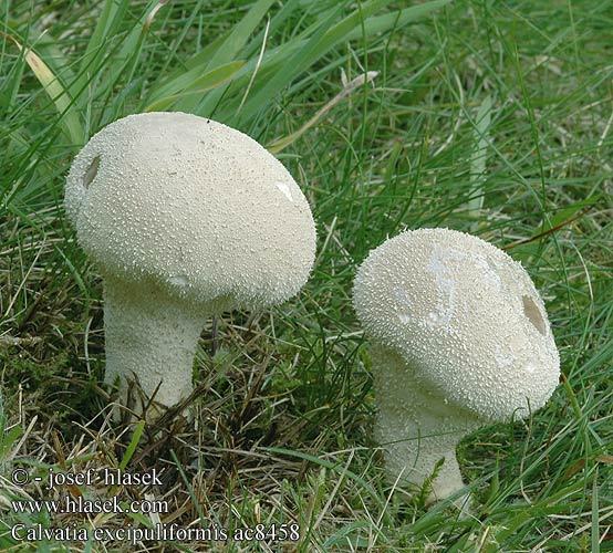 Calvatia excipuliformis Handkea saccata Pýchavka palicovitá Calvatie coupe Czasznica workowata Pestle Puffball Højstokket støvbold Beutelstäubling Beutel-Stäubling Kātainais zaķpūpēdis Veikkaan nuijakuukusta Plooivoetstuifzwam Változékony szétesőpöfeteg Stilkrøyksopp  Головач продолговатый Rozpadavec stopkatý Visoka plešivka Visoka ćelavica Långfotad röksvamp