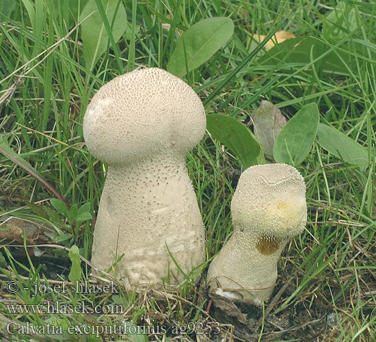 Calvatia excipuliformis Pestle Puffball Højstokket støvbold Beutelstäubling Beutel-Stäubling Kātainais zaķpūpēdis Veikkaan nuijakuukusta Plooivoetstuifzwam Változékony szétesőpöfeteg Stilkrøyksopp  Головач продолговатый Rozpadavec stopkatý Visoka plešivka Visoka ćelavica Långfotad röksvamp Handkea saccata Pýchavka palicovitá Calvatie coupe Czasznica workowata