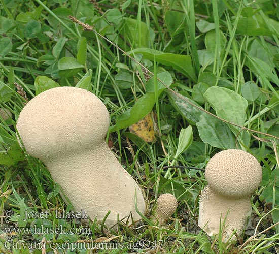 Calvatia excipuliformis af9247