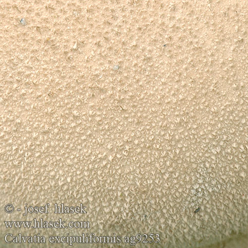 Calvatia excipuliformis af9253