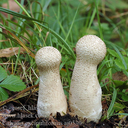 Calvatia excipuliformis Головач продолговатый Rozpadavec stopkatý Visoka plešivka Visoka ćelavica Långfotad röksvamp Handkea saccata Pýchavka palicovitá Calvatie coupe Czasznica workowata Pestle Puffball Højstokket støvbold Beutelstäubling Beutel-Stäubling Kātainais zaķpūpēdis Veikkaan nuijakuukusta Plooivoetstuifzwam Változékony szétesőpöfeteg Stilkrøyksopp