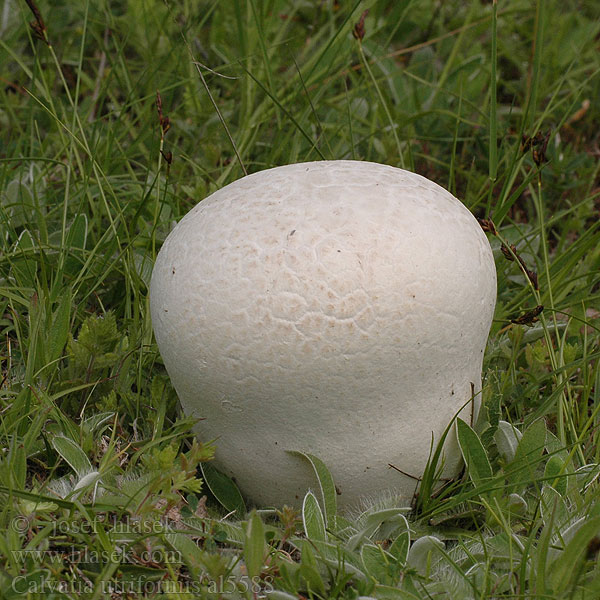 Calvatia utriformis Lycoperdon utriforme Handkea