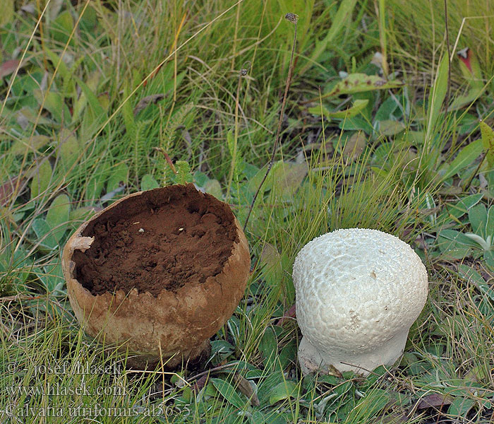 Calvatia_utriformis_al5655