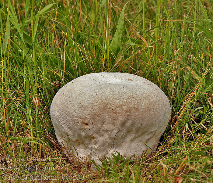 Calvatia_utriformis_bc7230